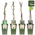 Fruit trees MIX