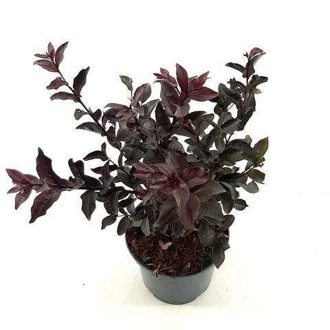 Lagerstroemia indica LAVENDER LACE