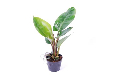 Filodendron melinonii