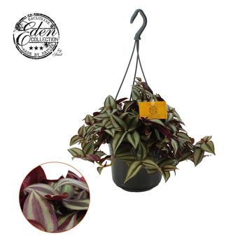 Tradescantia zebrina 'Purpusii'