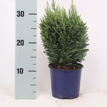 Chamaecyparis lawsoniana 'Snow White'