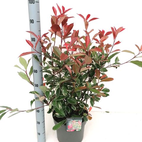 Photinia x fraseri LOUISE