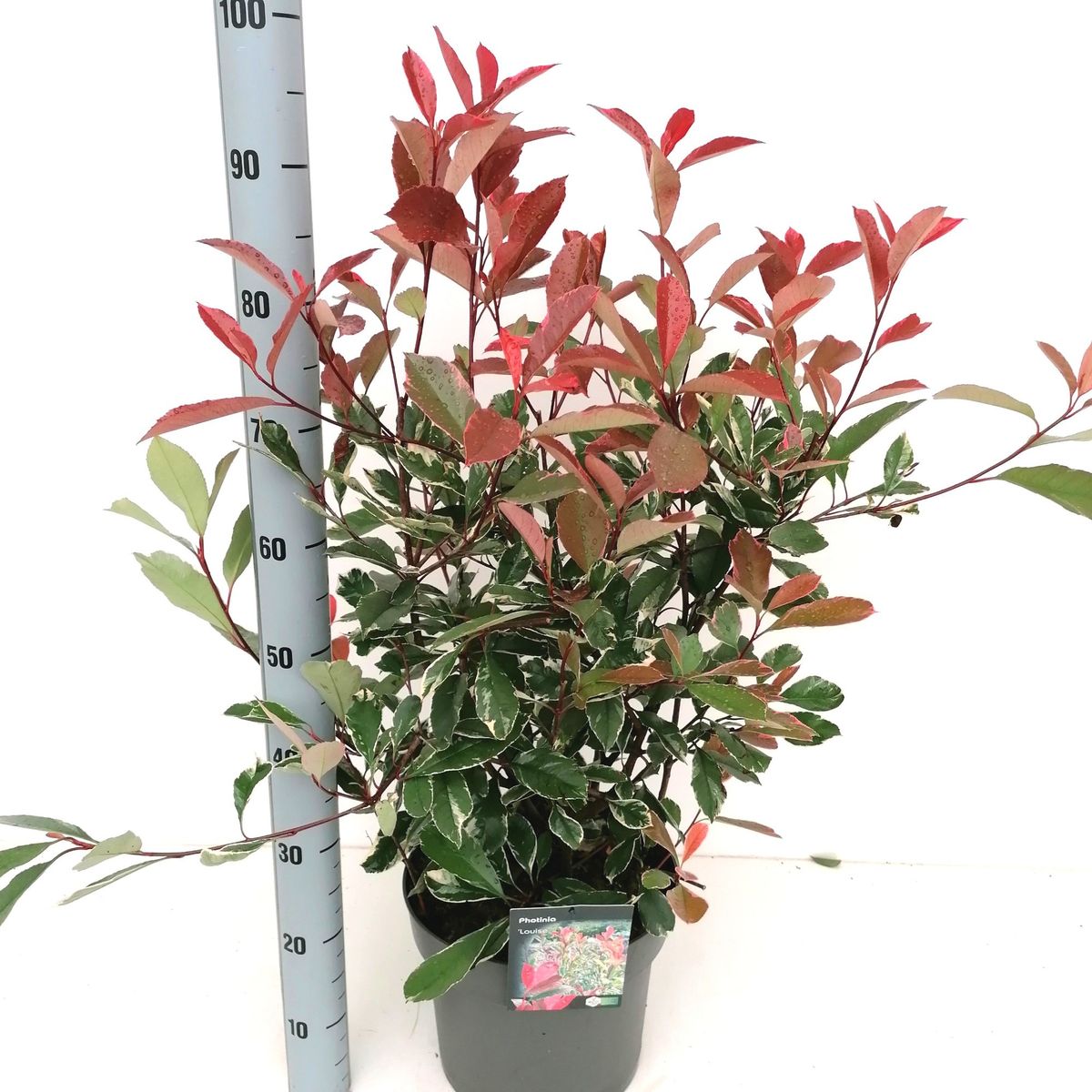 lemon drop chilli plant Chilli main image 0
