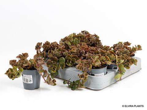 Sedum tetractinum