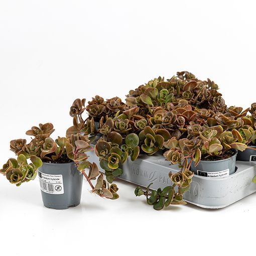 Sedum tetractinum