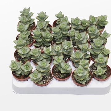 Crassula perforata 'Azul'