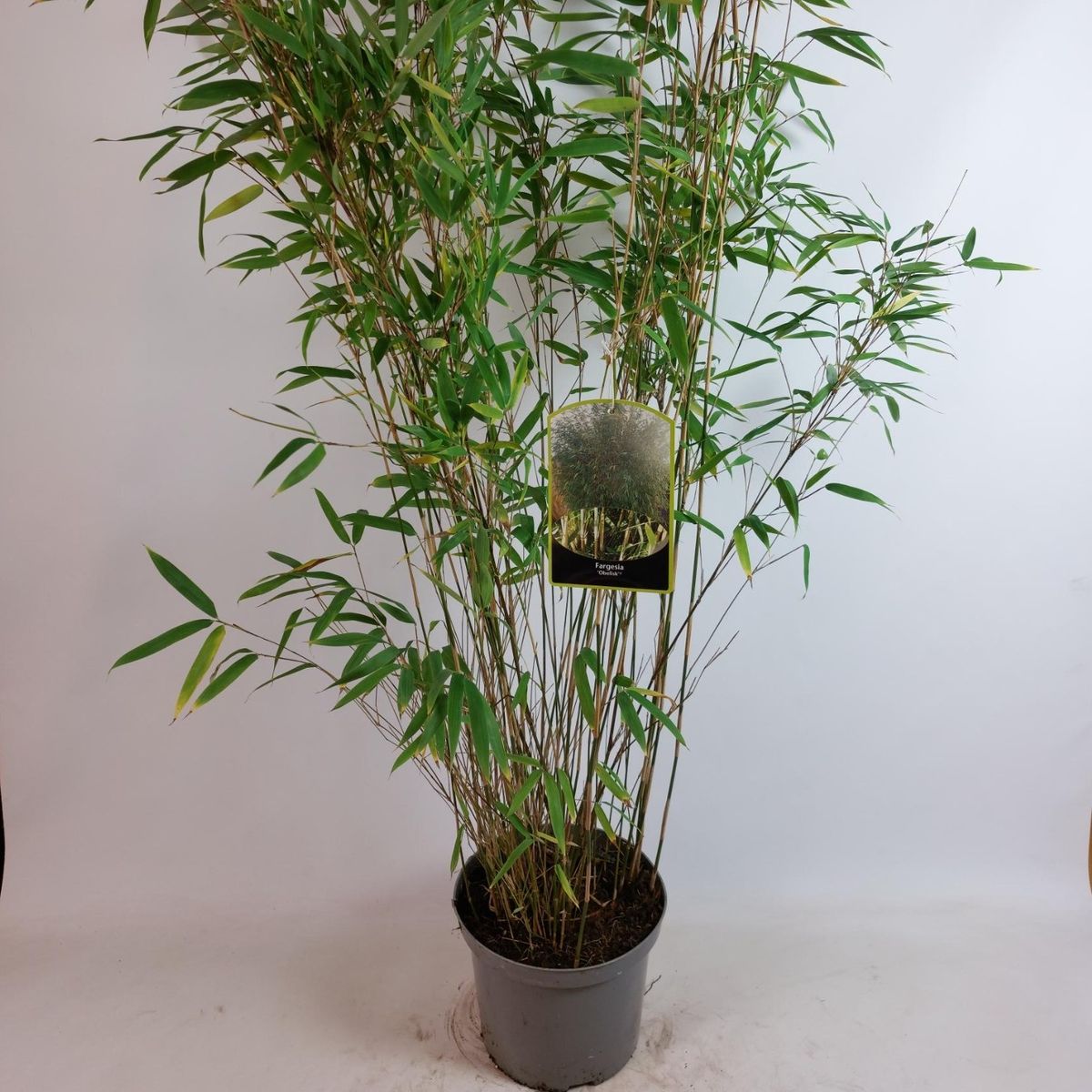 Fargesia 'Obelisk'  Pflanzengrohandel FlorAccess