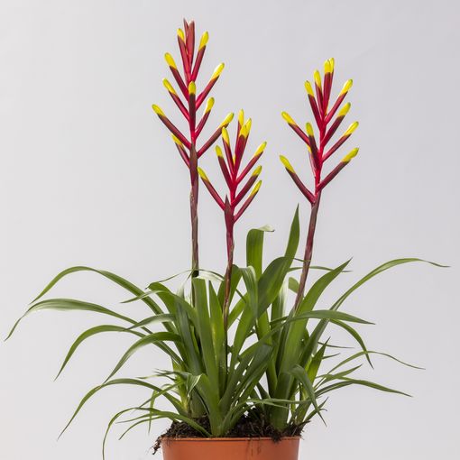 Guzmania 'Misty'