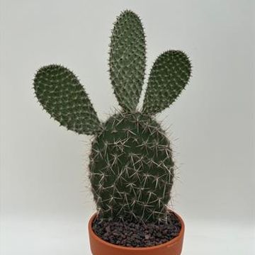 Opuntia pailana