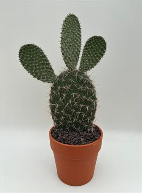 Opuntia pailana