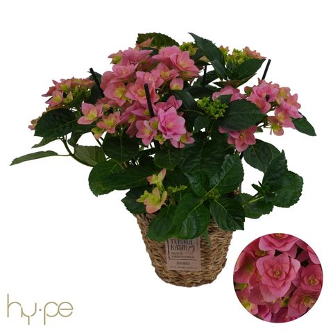 Hydrangea macrophylla 'Double Dutch Pink'