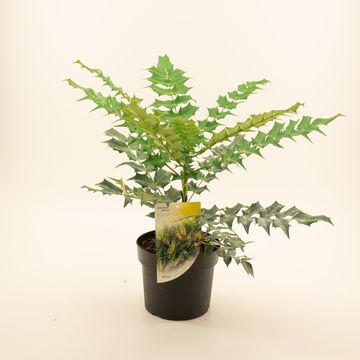 Mahonia x media 'Winter Sun'