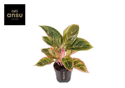 Aglaonema 'Zebrina Pink'