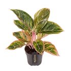 Aglaonema 'Zebrina Pink'