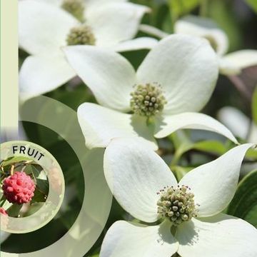 Cornus kousa 'China Girl'
