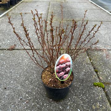 Physocarpus opulifolius LITTLE JOKER