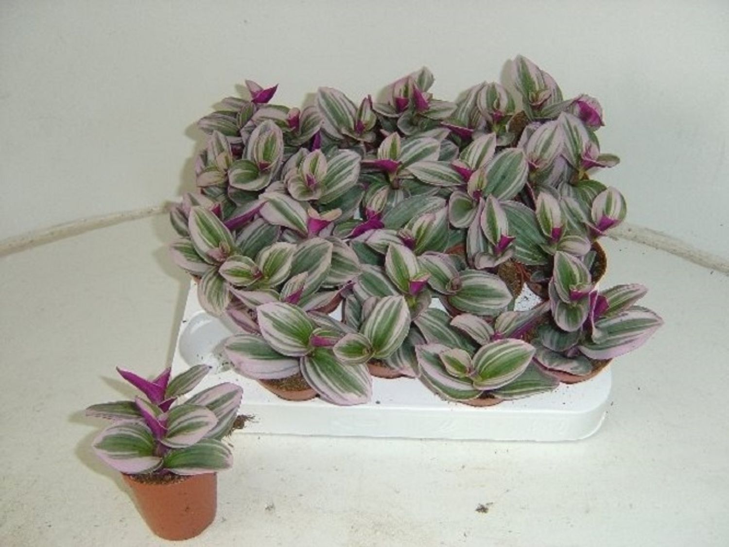 Tradescantia albiflora 'Nanouk' — Plant Wholesale FlorAccess