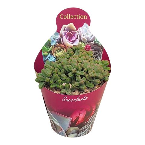 Crassula pyramidalis