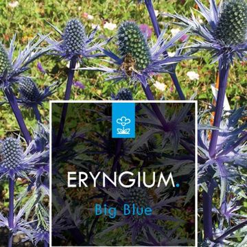 Eryngium x zabelii 'Big Blue'