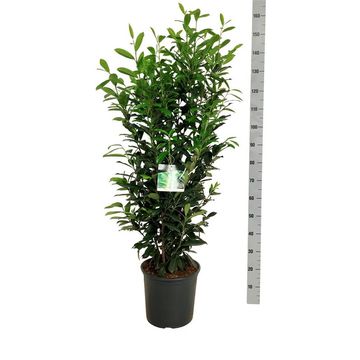 Prunus laurocerasus ELLY
