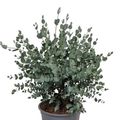 Eucalyptus gunnii