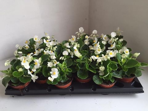 Begonia SEMPERFLORENS MIX