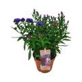 Aster SHOWMAKERS MIX IN POT
