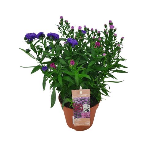 Aster SHOWMAKERS MIX IN POT