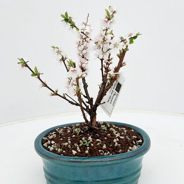 Prunus tomentosa