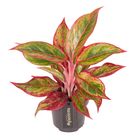 Aglaonema 'Jungle Lava'