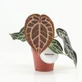 Anthurium PINK BLUSH