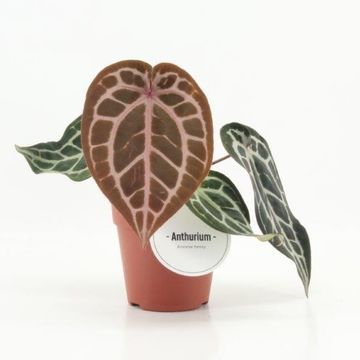 Anthurium PINK BLUSH