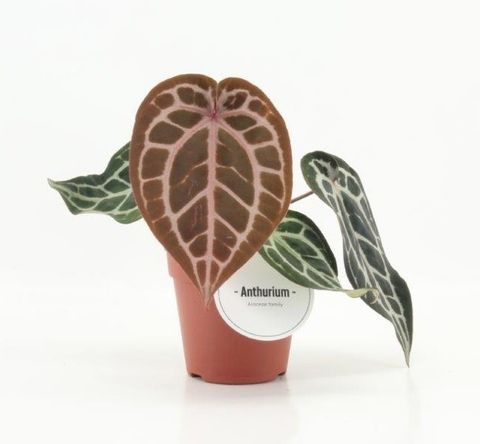 Anthurium PINK BLUSH