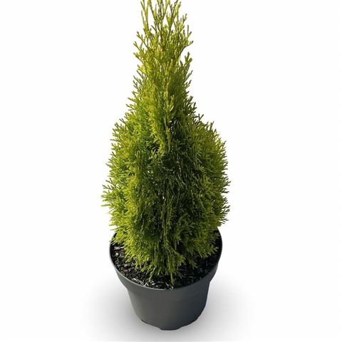 Thuja occidentalis GOLDEN SMARAGD