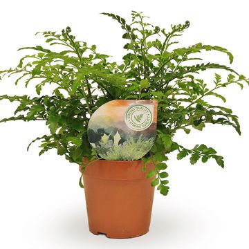 Asplenium 'Parvati'