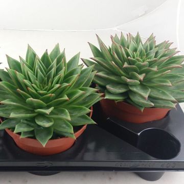 Echeveria agavoides 'Lipstick'