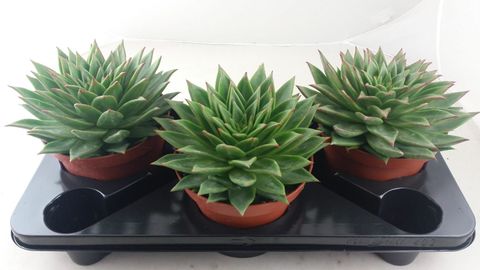 Echeveria agavoides 'Lipstick'