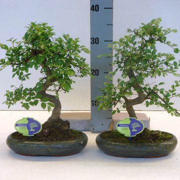 Zelkova serrata