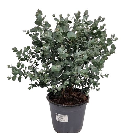 Eucalyptus gunnii