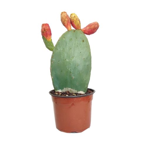 Opuntia ficus-indica — Plant Wholesale FlorAccess