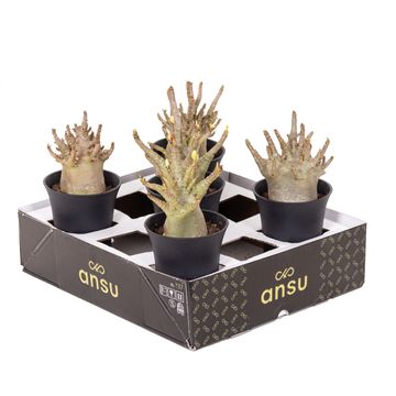 Adenium obesum ANSU BAOBAB