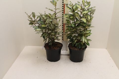Elaeagnus x ebbingei MARYLINE
