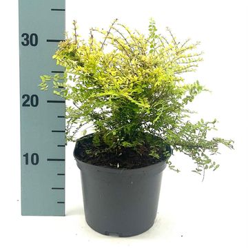 Lonicera nitida 'Baggesen's Gold'