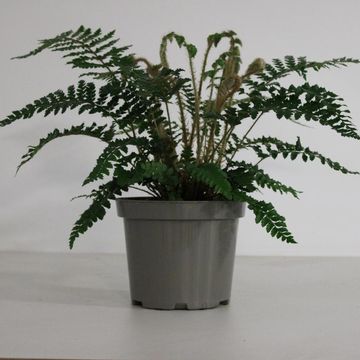 Polystichum polyblepharum