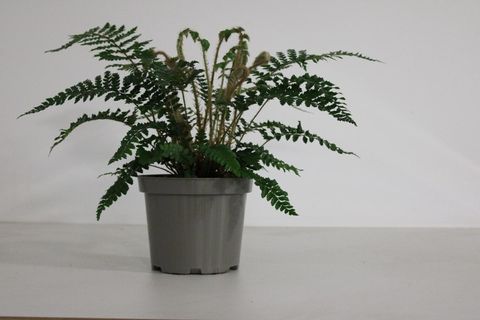 Polystichum polyblepharum