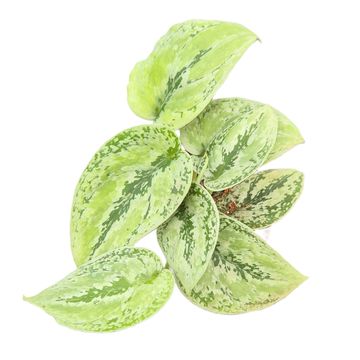 Scindapsus 'Kalimantan Tricolor'