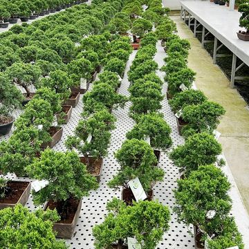 Juniperus chinensis