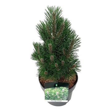 Pinus nigra 'Richard'