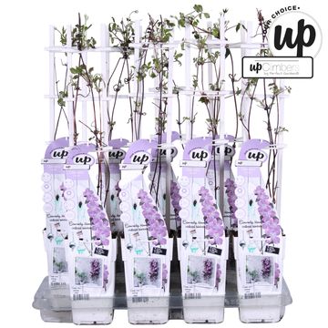 Clematis montana 'Fincent'