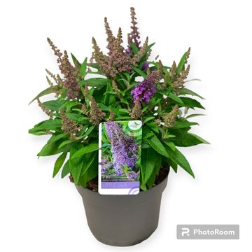 Buddleja davidii BUTTERFLY CANDY LITTLE LILA